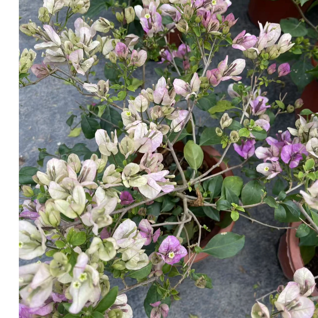 【雪紫】伊娃系列三角梅花卉勤花四季开花基地直发