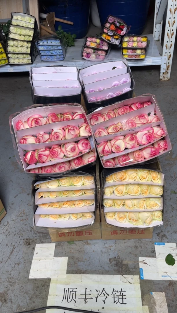 艾沙20枝+香槟20枝+海洋之歌20枝