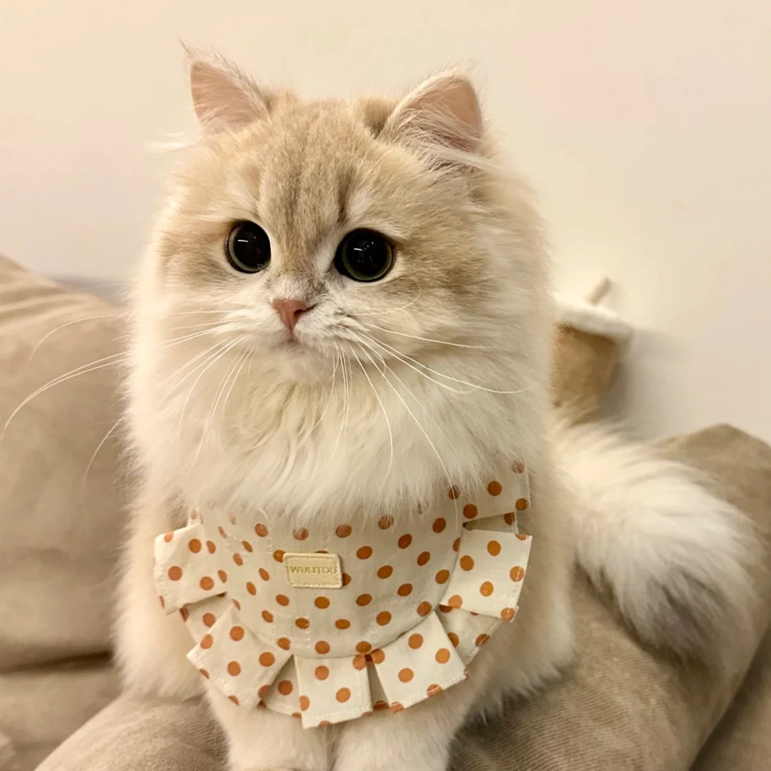 蓝猫布偶金渐层银渐层金吉拉直播间一对一挑选！