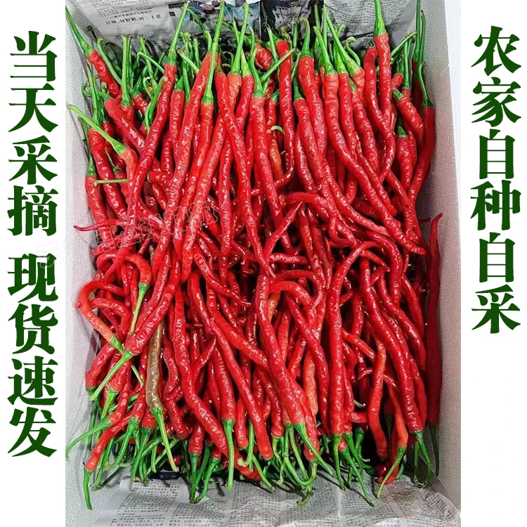 湖南本地鸡肠红辣椒新鲜线椒剁椒酒店餐饮商用现采现发