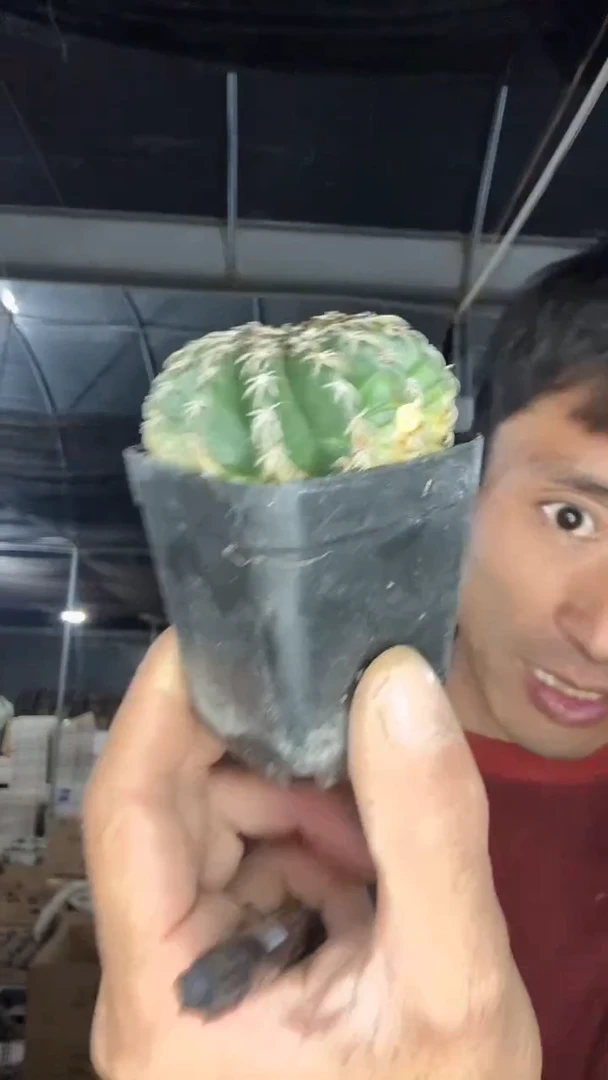 2-5号        奇特圆盘15.99