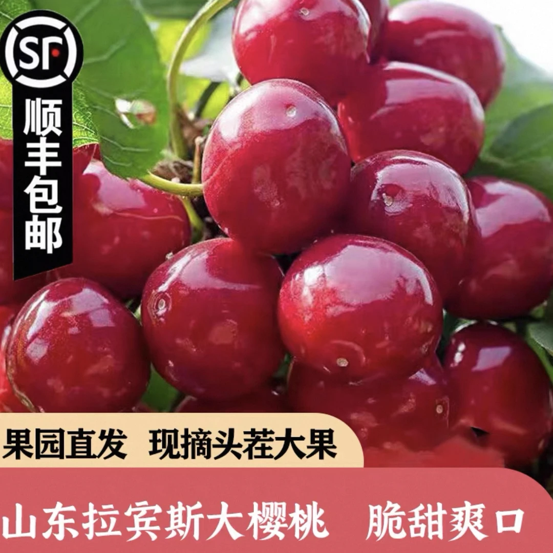 烟台头茬拉宾斯大樱桃顺丰空运冷链产地直发5斤装