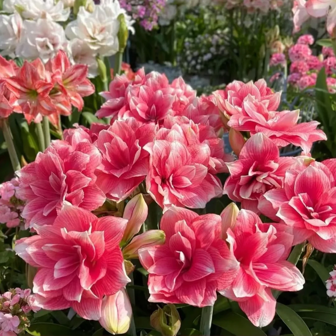 双梦）朱顶红种球6-8厘米【1颗】