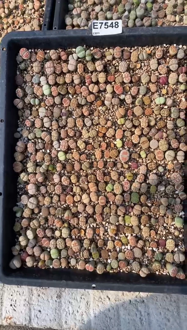 7548直播间一物一拍