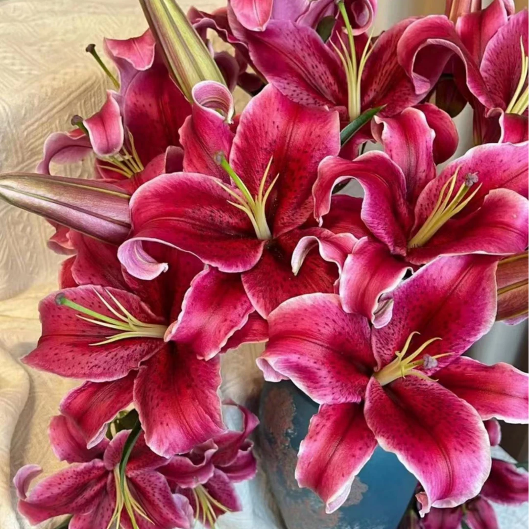 四季可种1个【黑美人】14/16百合花球庭院阳台花球