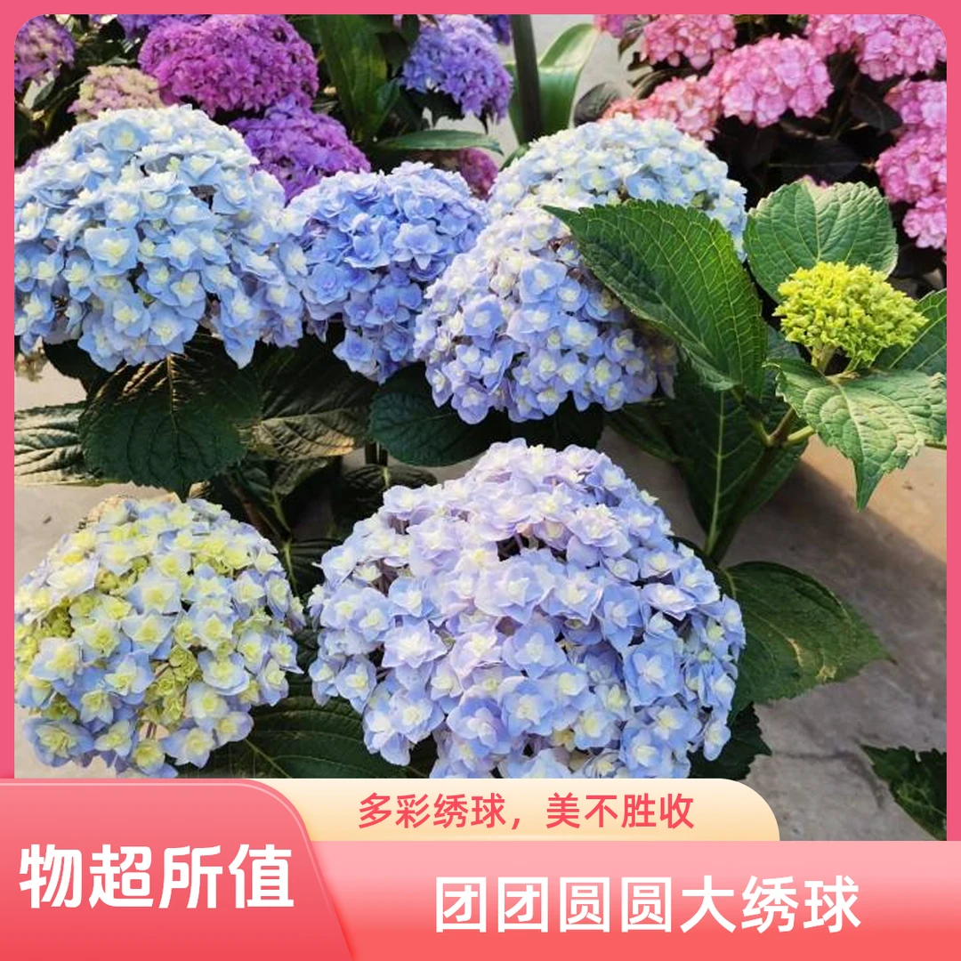 【杨苏莹花房】稀有绣球花福利 云南鲜花直发一单顺丰冷链两单空运