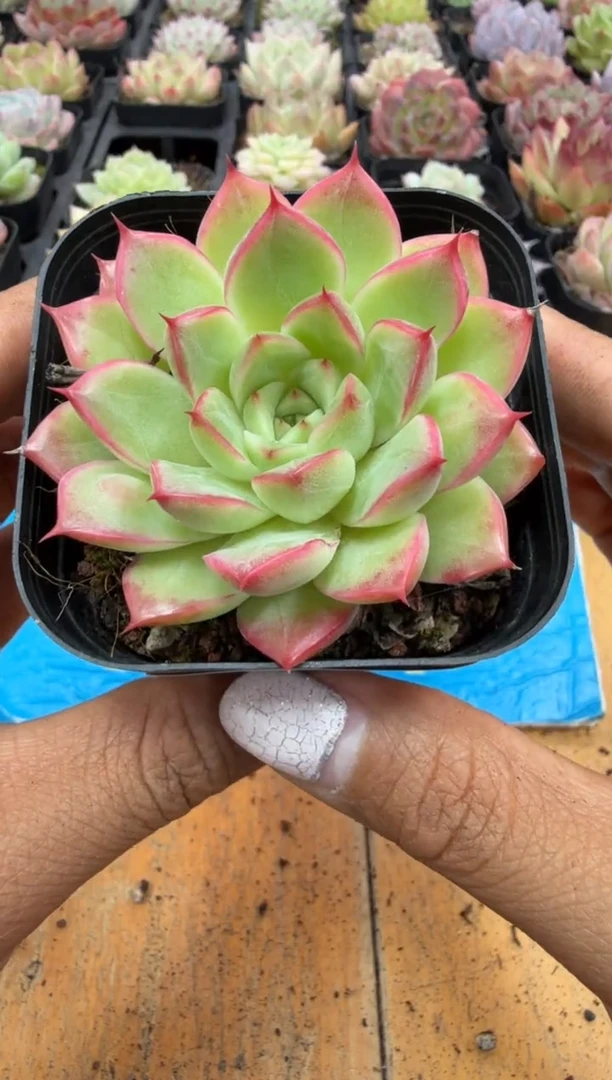 东云多肉园二店-464