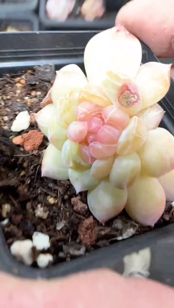 【闪购商品】一物一拍0120—132