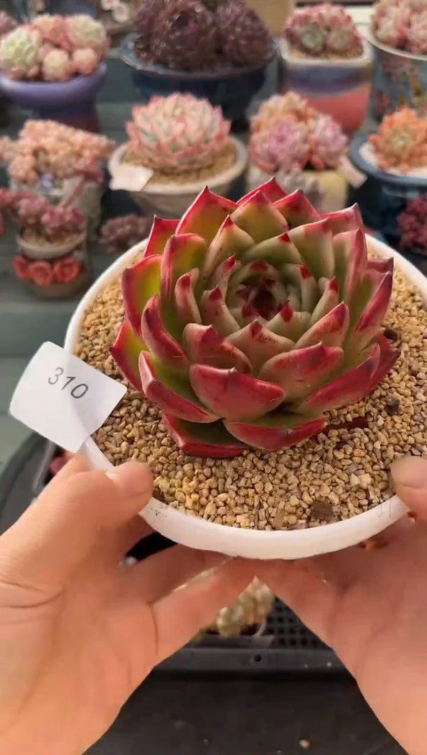 310单头蓝龙多肉