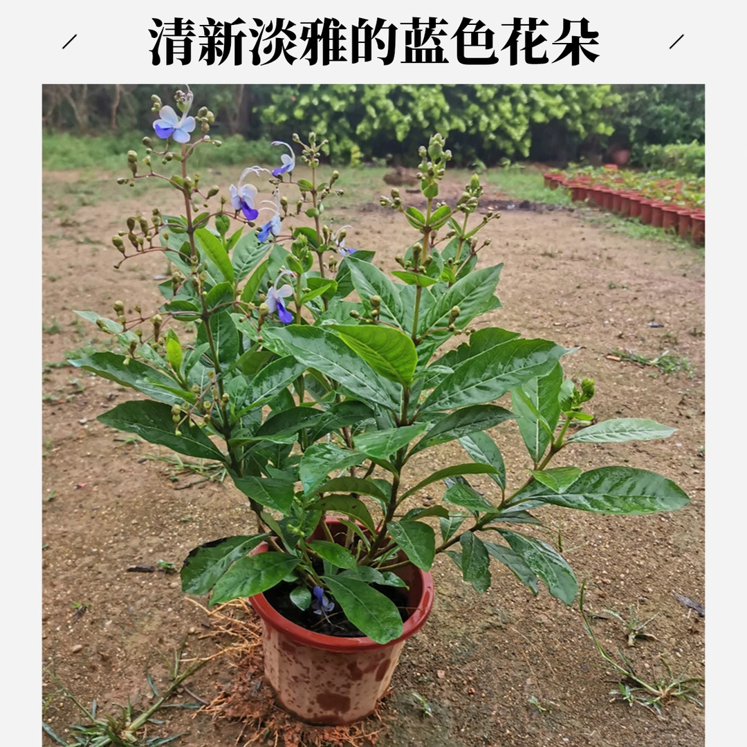 蓝蝴蝶花苗阳台盆栽花卉植物蝴蝶兰四季开花蓝色奇特花朵易养好活