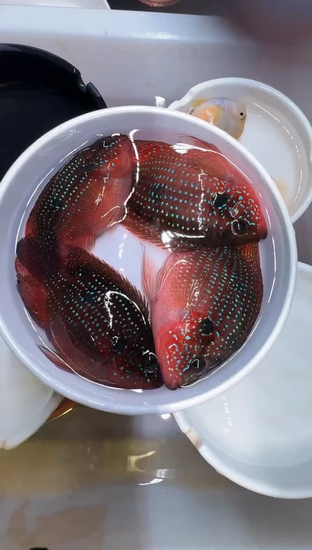 红宝石鱼2对红宝石