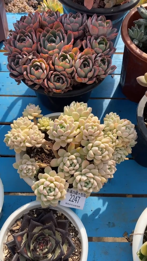 【闪购商品】2247  奶油美人