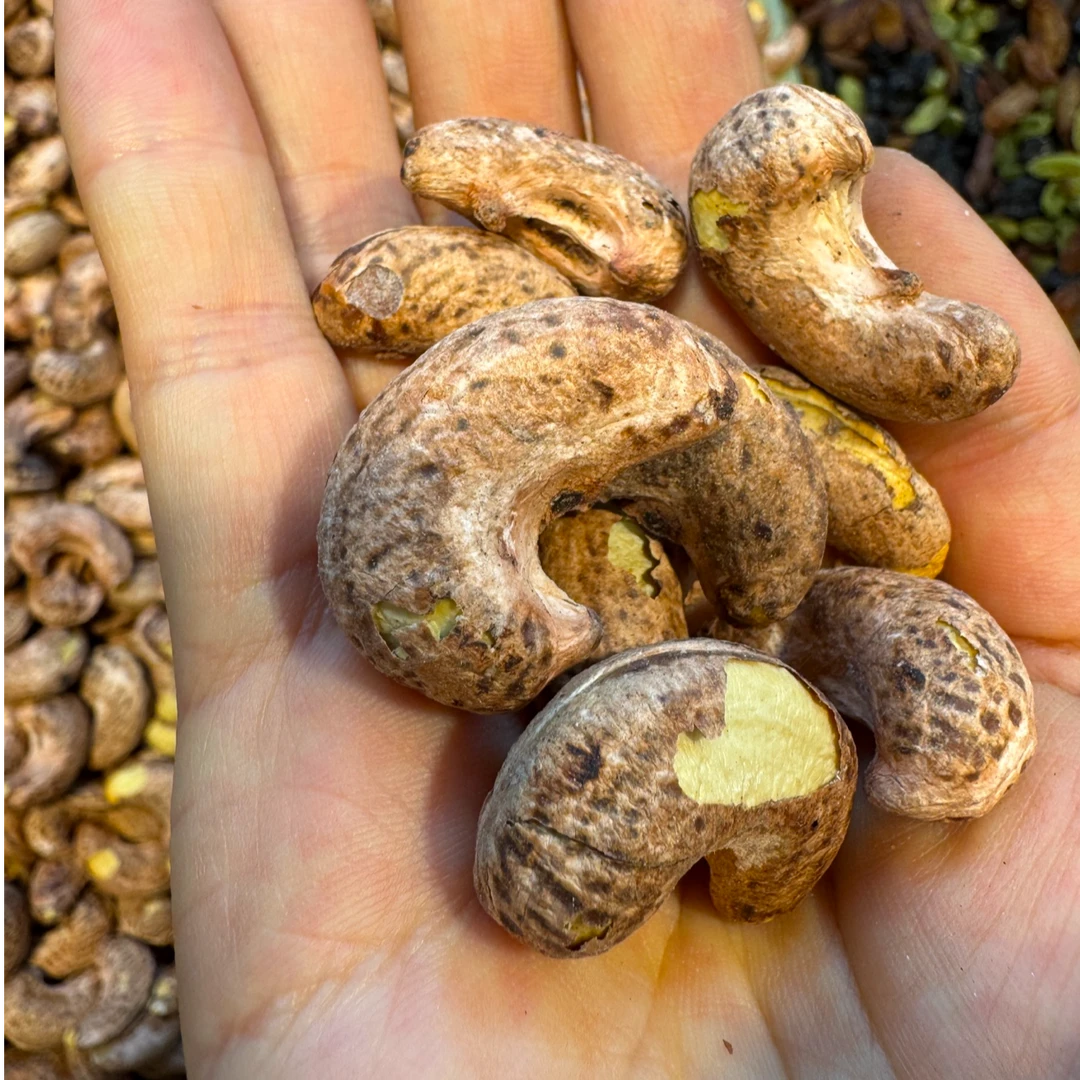 紫皮  精品腰果