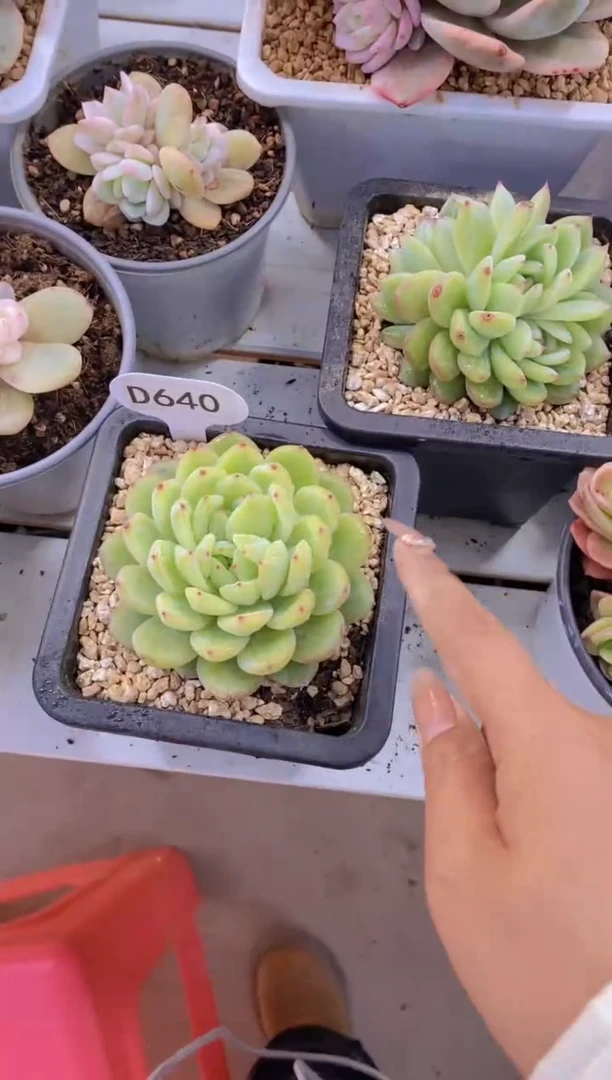 【闪购商品】D640-雪花珍妮