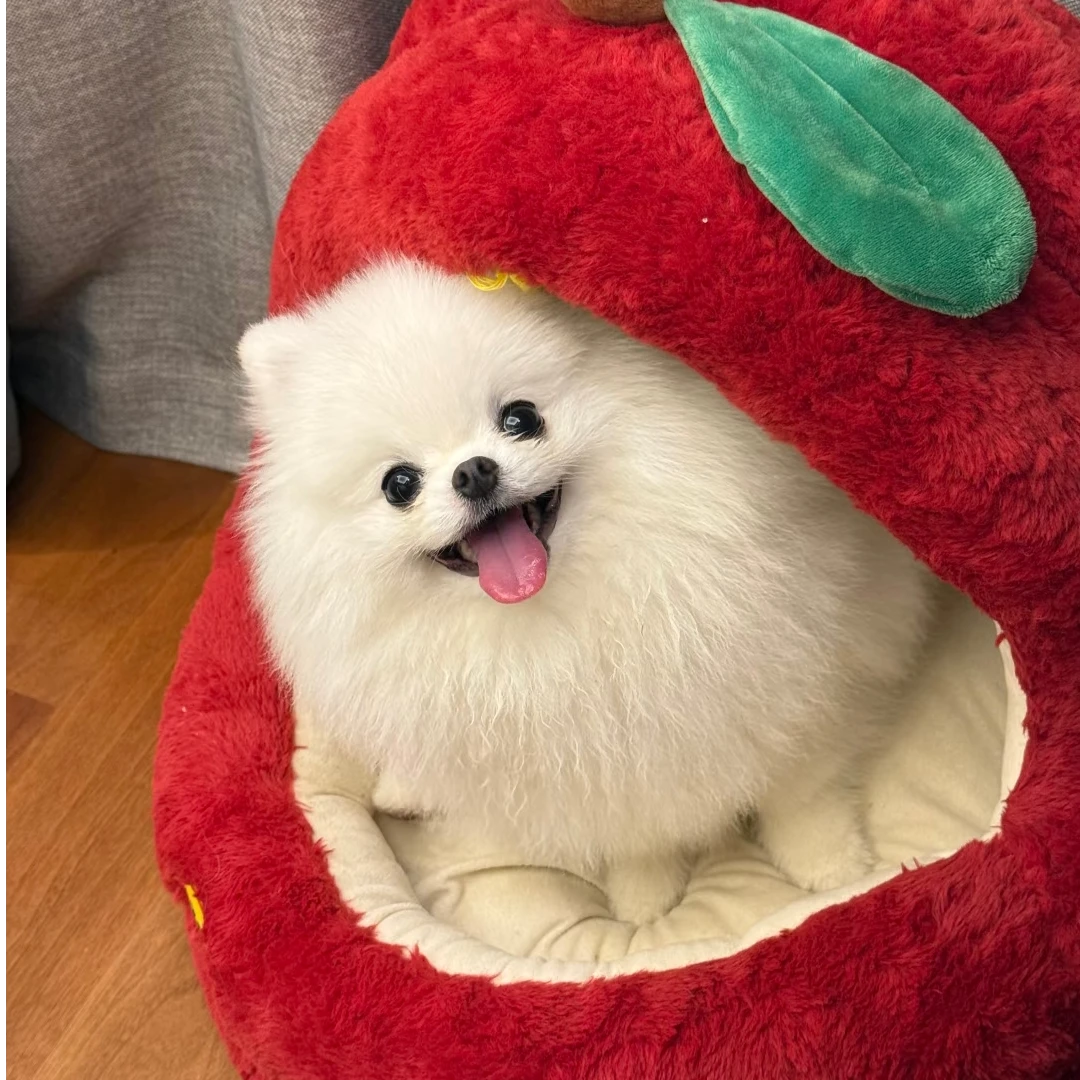 犬心犬意-精品博美犬