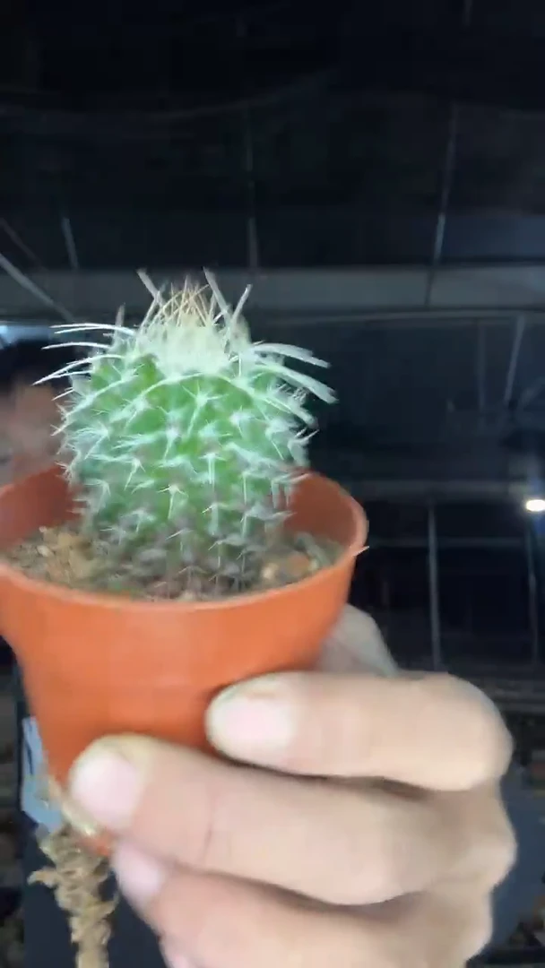 实生白蛇丸16.99