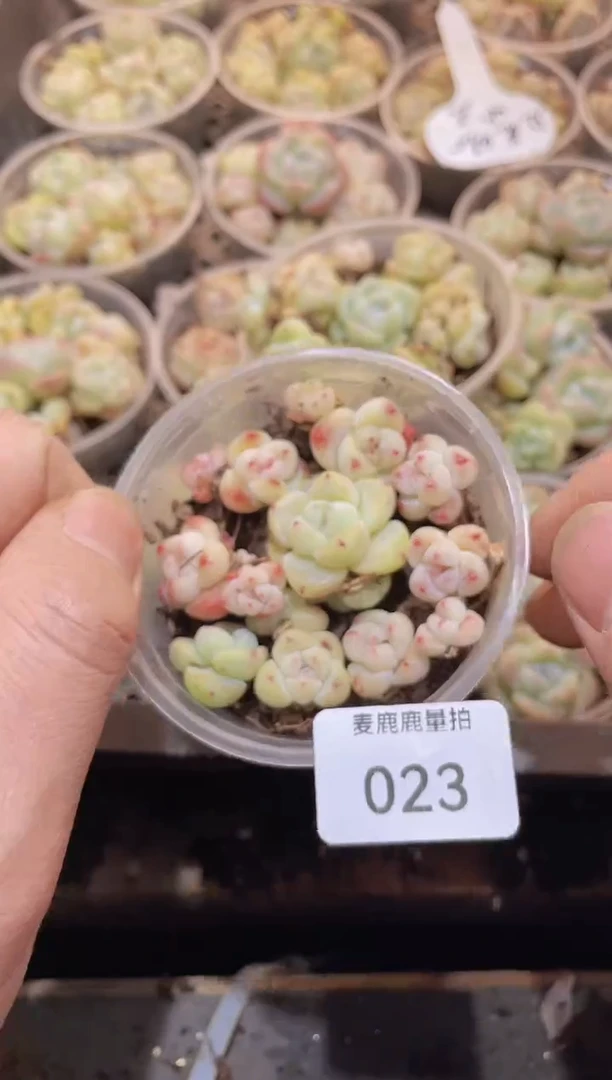 【闪购商品】023琥珀冰玉量拍1盒