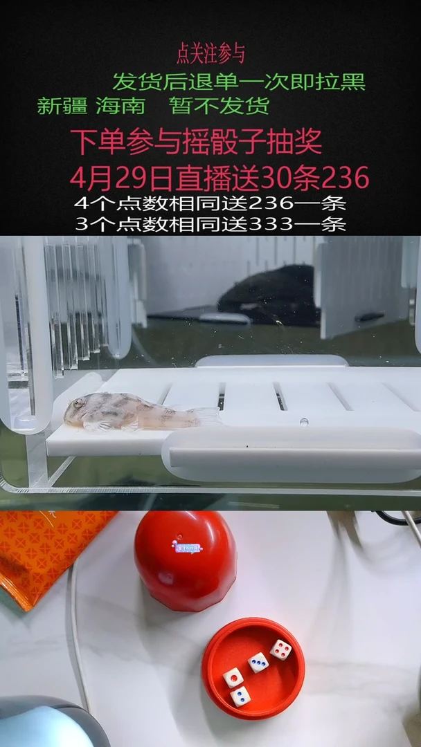 清道夫不包入缸损66