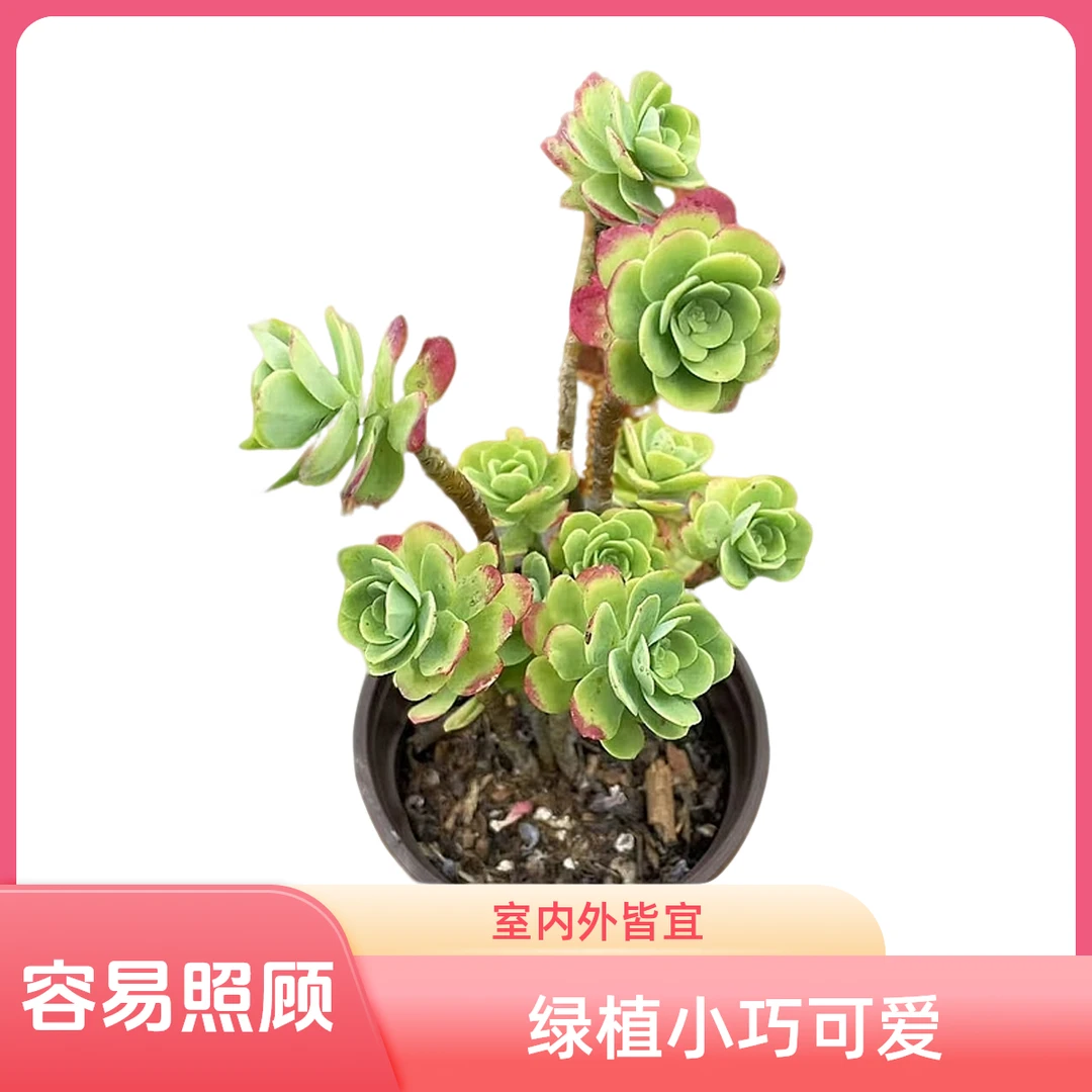 薄化妆多肉植物（脱土发货）阳台露台办公室绿植植新手好养好活