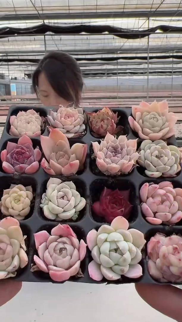 【闪购商品】穴盘-5