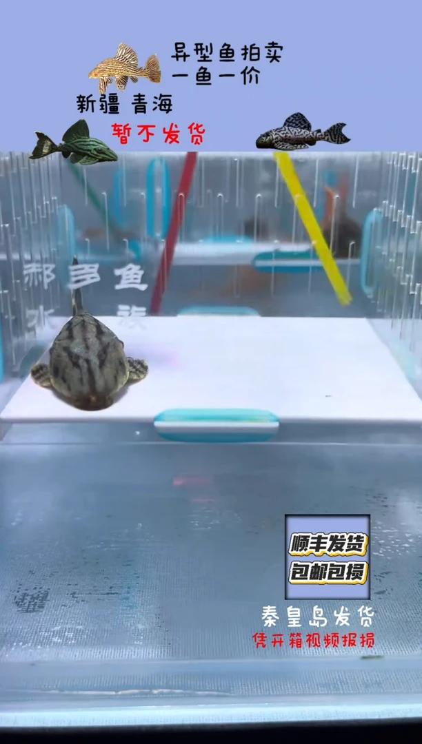 清道夫6.8不包入缸损40