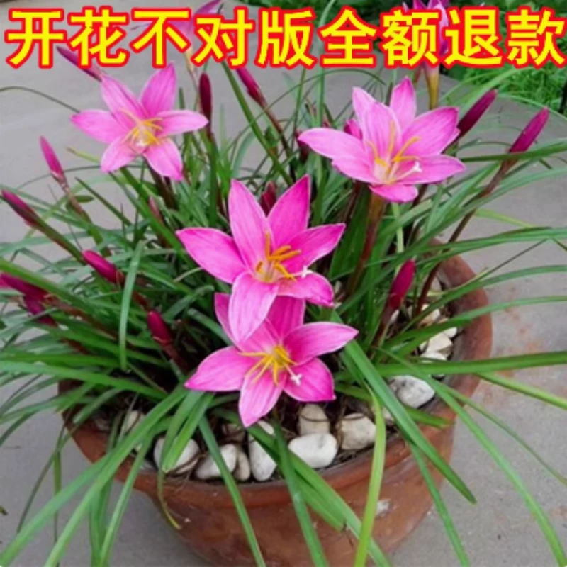粉色四季风雨兰单瓣种球花苗盆栽开花植物好养易活韭兰清香型