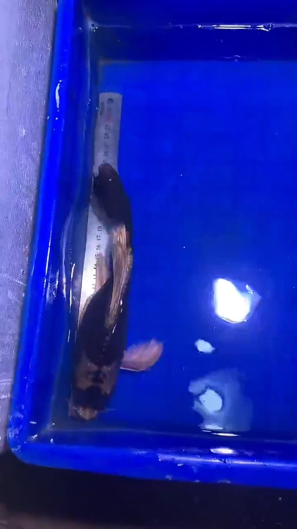 蝴蝶鲤鱼蝴蝶鲤直播选鱼专用链接 凭开箱视频售后