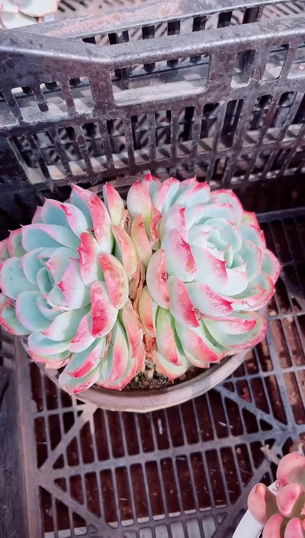 26190多肉植物一物一拍