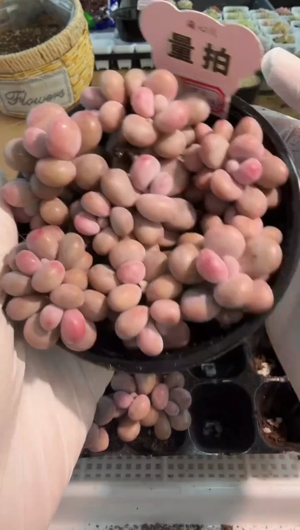 桃蛋/双头 7颗量拍混发