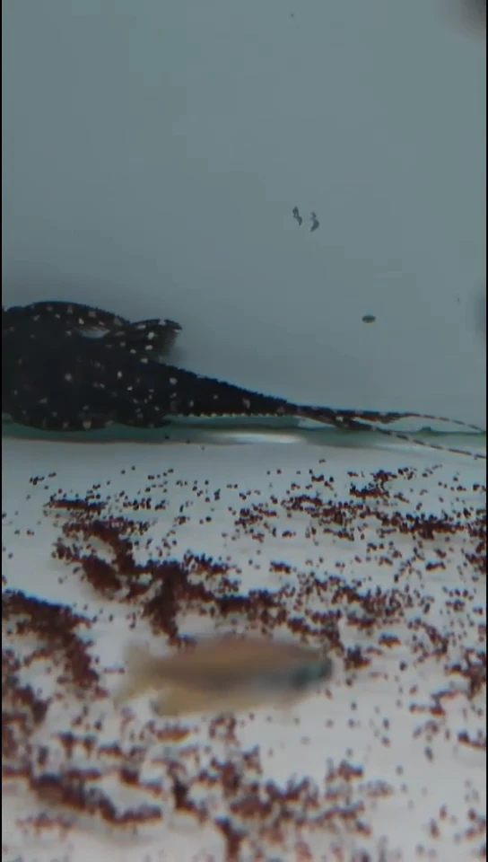 工具鱼白珍珠剑尾一只 尺寸10厘米