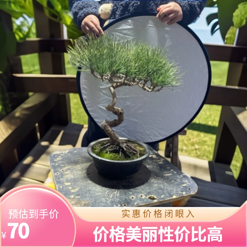 黑松盆景造型规格齐全直播间一物一拍