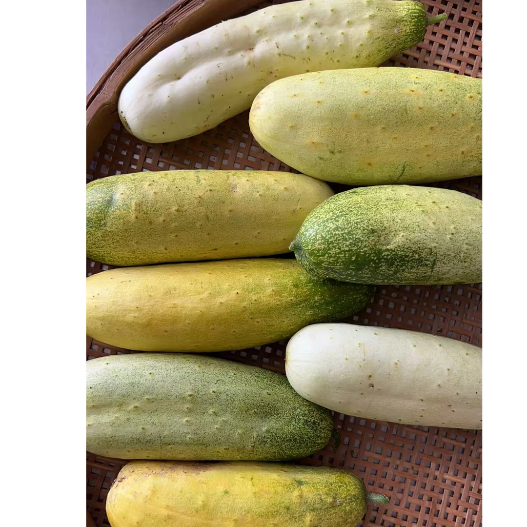 尤溪农家自种老品种黄瓜