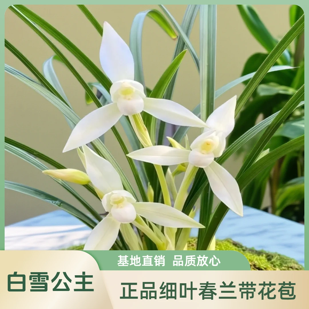 带花苞春兰雪影白雪公主名品兰花浓香室内绿植花卉盆栽好养活