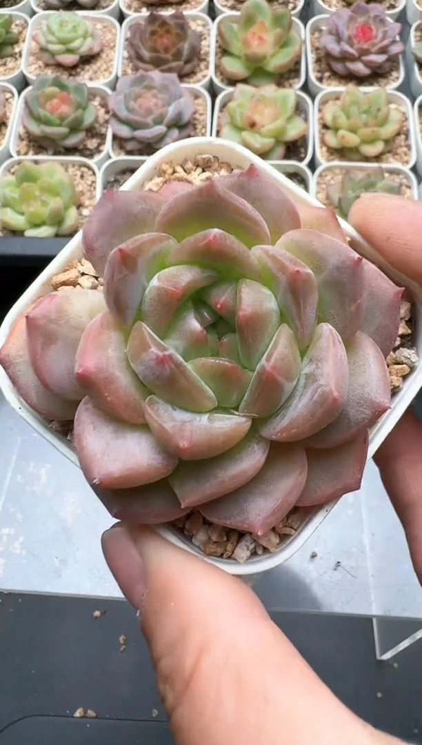 291C云禹多肉植物 带盆土纸巾打包 3颗包邮