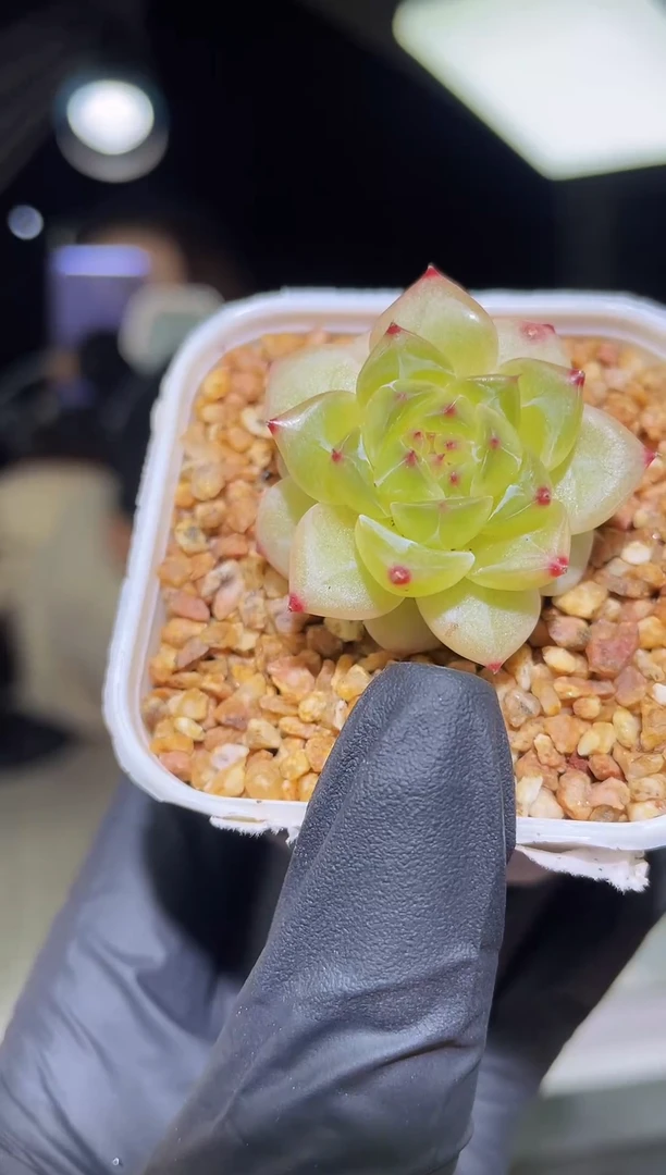 闪购1845  小精灵多肉一颗  3.5厘米