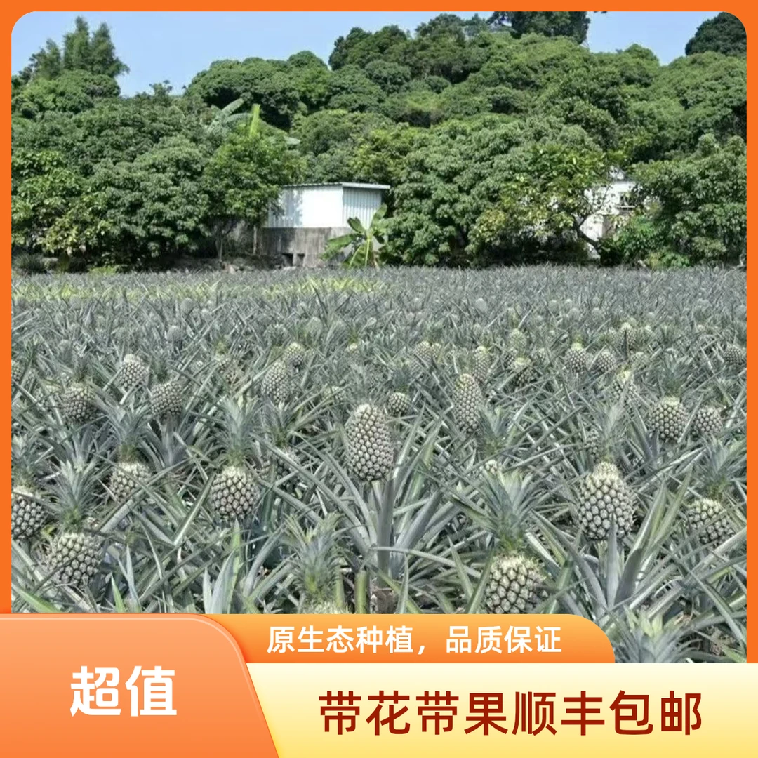 【清燕优选】凤梨苗金钻凤梨苗西瓜凤梨阳台盆栽地栽抗旱带花带果