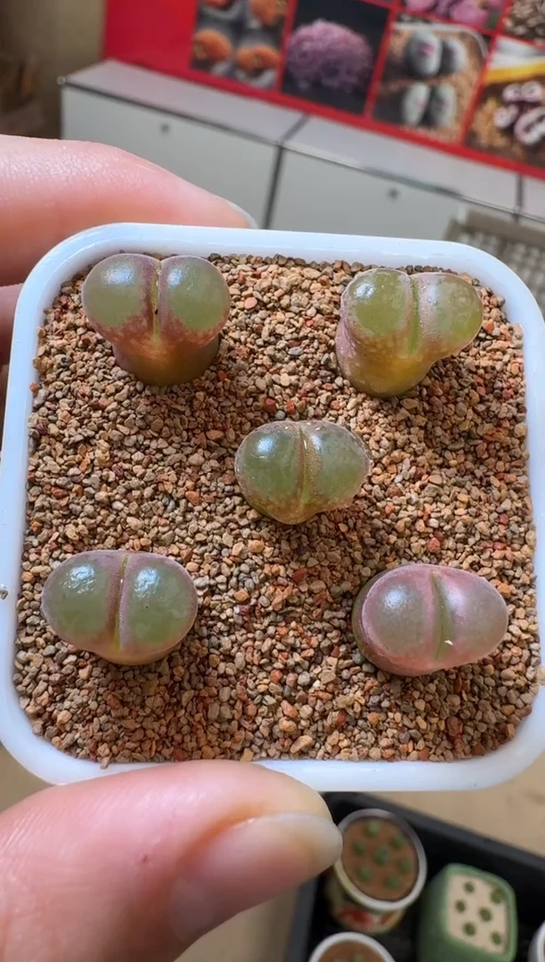 【闪购商品】29-14一颗