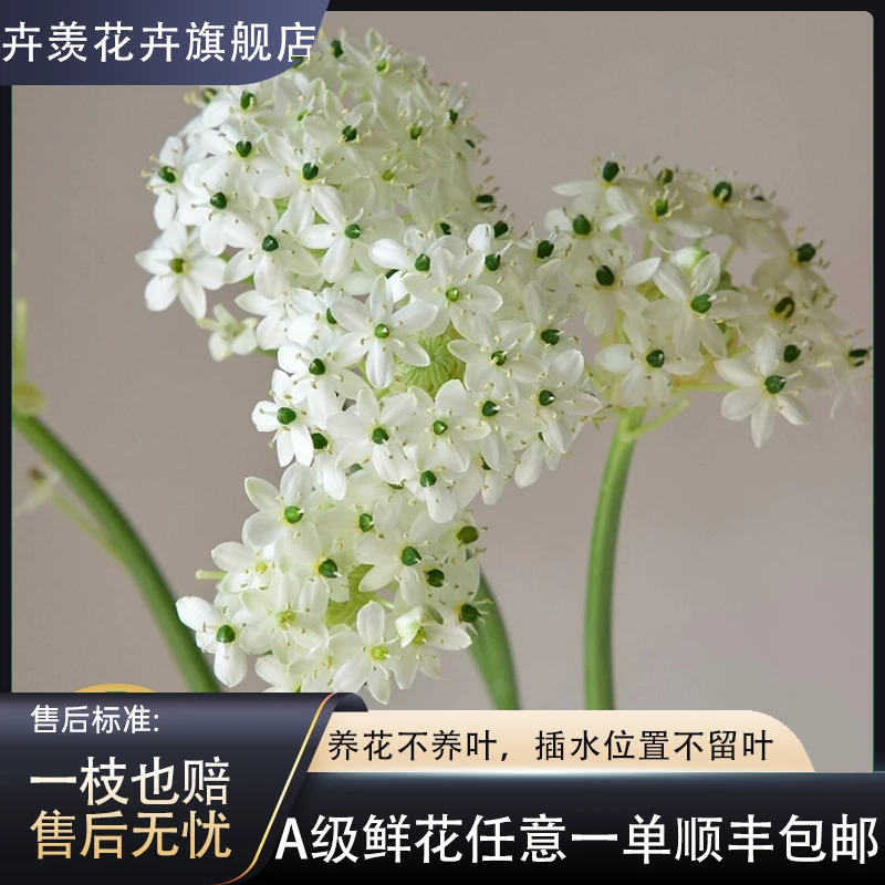 【云舍花卉】【天鹅绒】花期长盛开惊艳任意两单以上包邮发货鲜花
