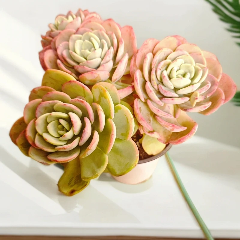 白月光180#芸秀多肉好看好养一单包邮