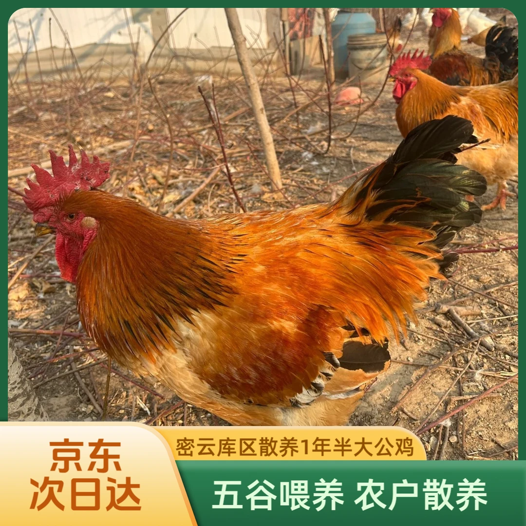 【公鸡】密云库区散养柴鸡