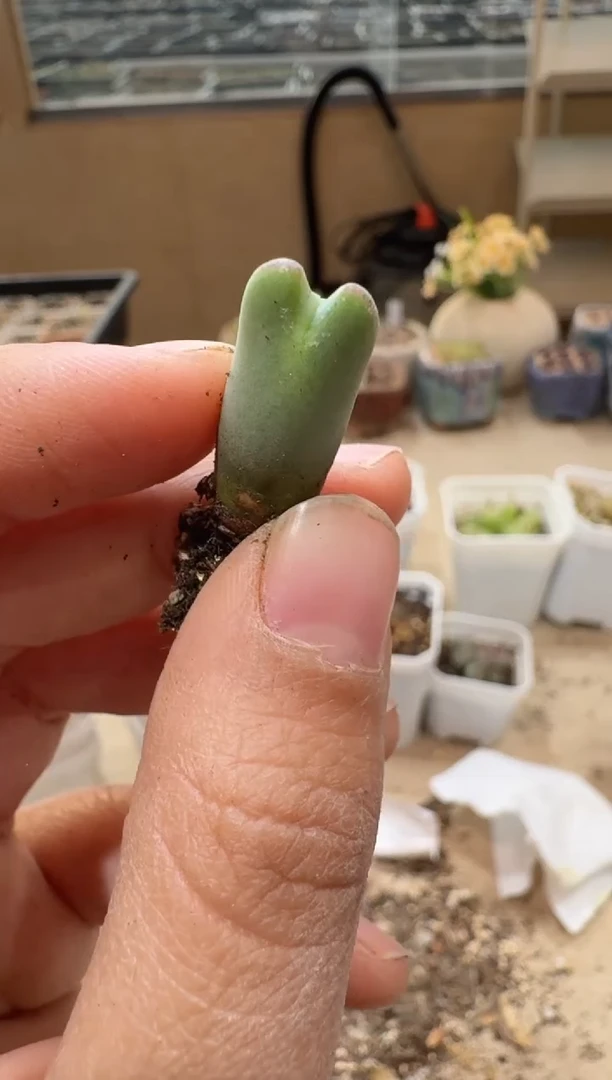 多肉植物肉锥3-334mini皮卡