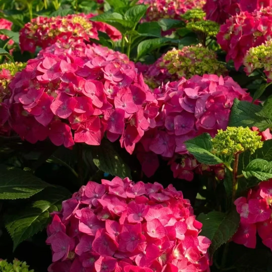 【第五代无尽夏】绣球花室内阳台庭院地栽盆栽耐寒耐热易养活好养活