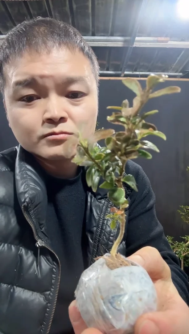 【闪购商品】湖北恩施白皮瓜子黄杨