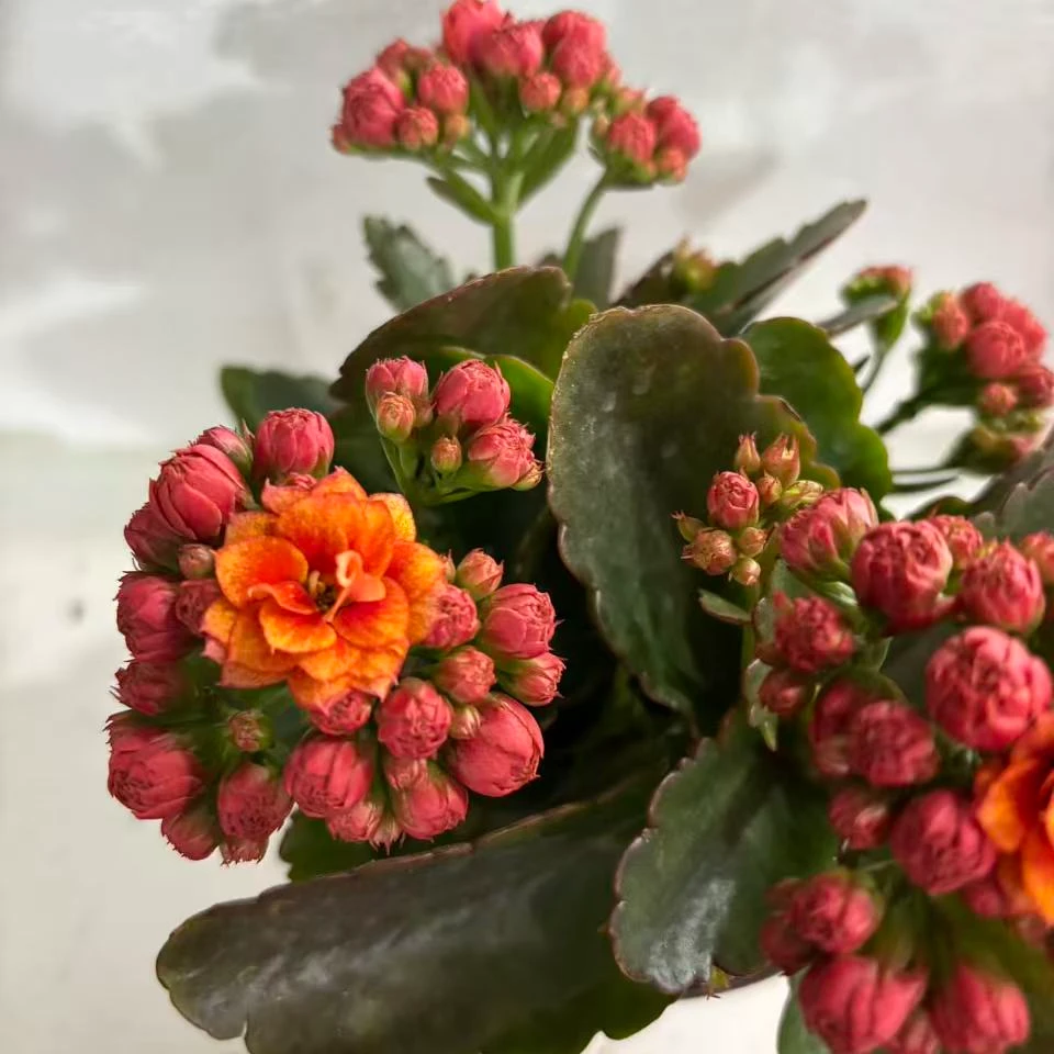 长寿花～烟花】打过顶的）拍1个送1棵小苗