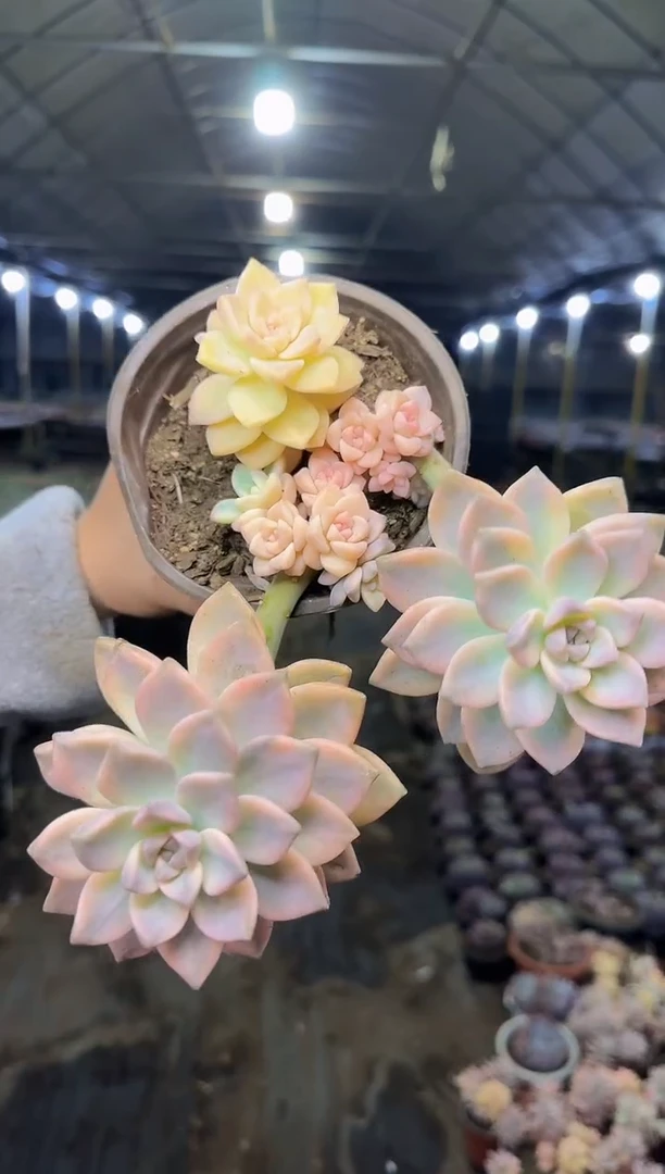 淡雪锦 7.99