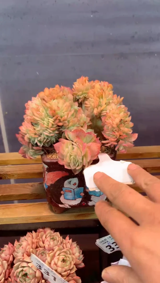 340F有侧切（一物一拍，精品多肉，w所见即所得 ）