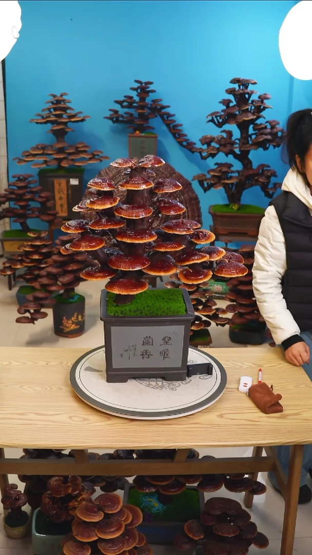 灵芝8888888888888