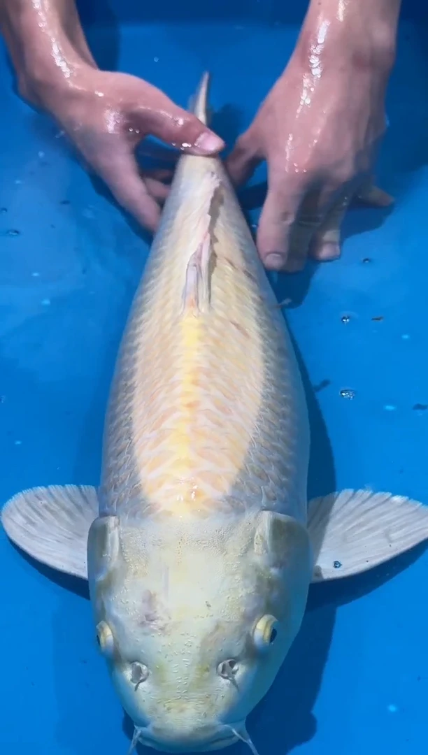 锦鲤佛山金隆锦鲤直播专用闪购链接，不支持7天无理由退货退款