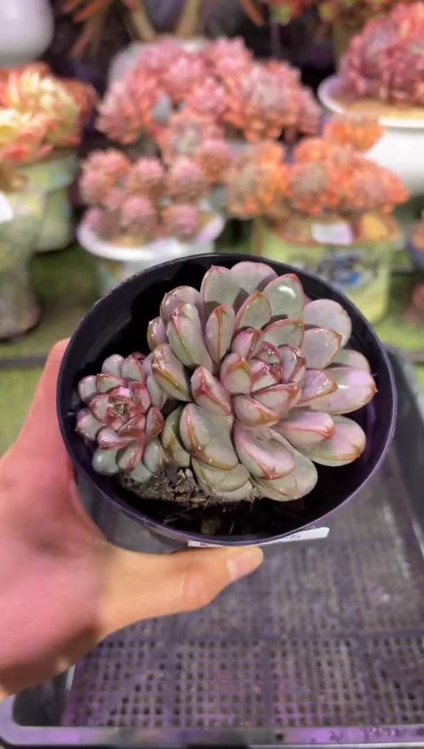 【闪购商品】07636