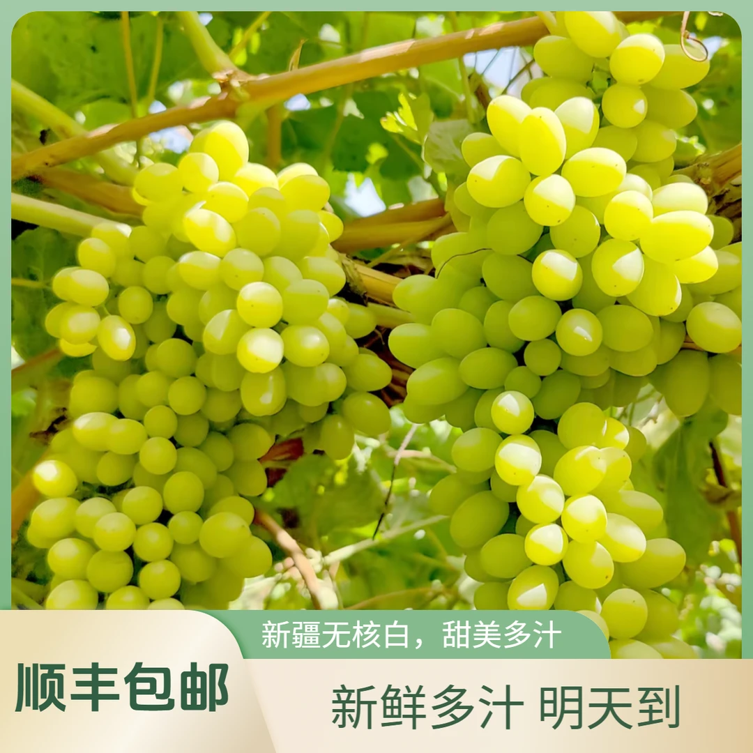 现货明日达【顺丰包邮明天到】吐鲁番火焰山 新鲜无核白 小蜂蜜葡萄无籽 净重4.2斤新疆维吾尔自治区